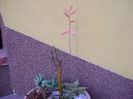 Aloe cv. Lizard Lips, tija florala