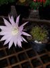 Echinopsis oxygona roz