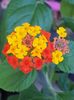 Lantana