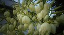 Yucca filamentosa