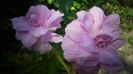 Calystegia