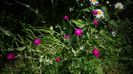 Lychnis coronaria