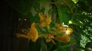 Lonicera tellmanniana