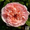 abraham-darby-3