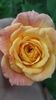 received_328934681362080