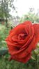 received_1681315952012932