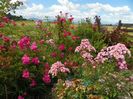 Heavenly Pink, Dorothy Perkins