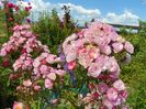 Heavenly Pink