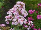 Heavenly Pink