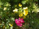 Super Excelsa