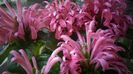 Justicia carnea