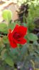 received_421698485086088