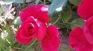 received_650513545411681
