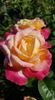 received_315670782650837