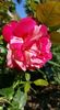 received_2612841998748778