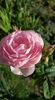 received_356481818275348