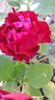 received_874341419565745
