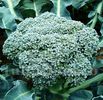 Seminte brocoli Waltham 200buc.