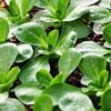 Seminte valeriana Verde de Cambrai 1000buc.