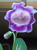 Slipper Movalinda