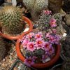 Mammillaria sheldonii