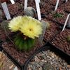Notocactus  ottonis