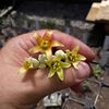Aeonium