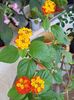 Lantana