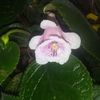 Sinningia MG's Little Fairy