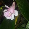 Sinningia MG's Little Fairy