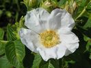 rugosa Alba