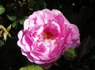 Compte de Chambord