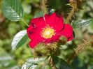 Scarlet Moss