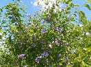 clematis Prince Charles