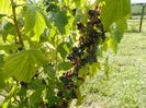 ribes nigrum Ebony