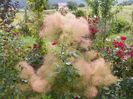 cotinus cogg. Young Lady