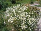 erigeron annuus