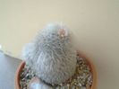 Mammillaria bocasana cv. multilanata