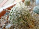 Mammillaria boolii