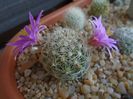 Mammillaria boolii