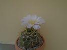 Gymnocalycium monvillei