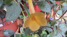 Yellow Beauty