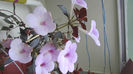 Peach Blossoms