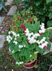 Acalypha si Clerodendron thomsoniae