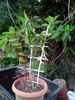 hortensia epuizat