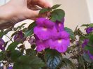 Pulcherrima, sau Purple King
