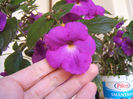 Pulcherrima, sau Purple King
