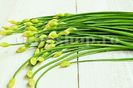Seminte cepsoara Garlic Chives 500buc.