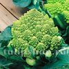 Seminte conopida Romanesco Natalino 400buc.