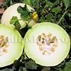 Seminte pepene galben Honeydew 100buc.